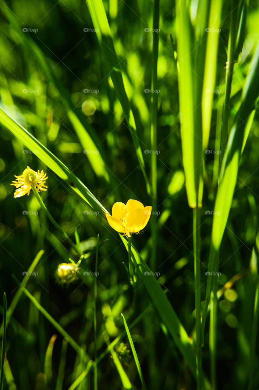 The best miracle of the Earth - flowers!
 
Flowers are the decoration of the earth. Flowers are the decoration of summer. Without flowers, earthly life would lose its charm altogether. Flowers are the smiles of the sun
