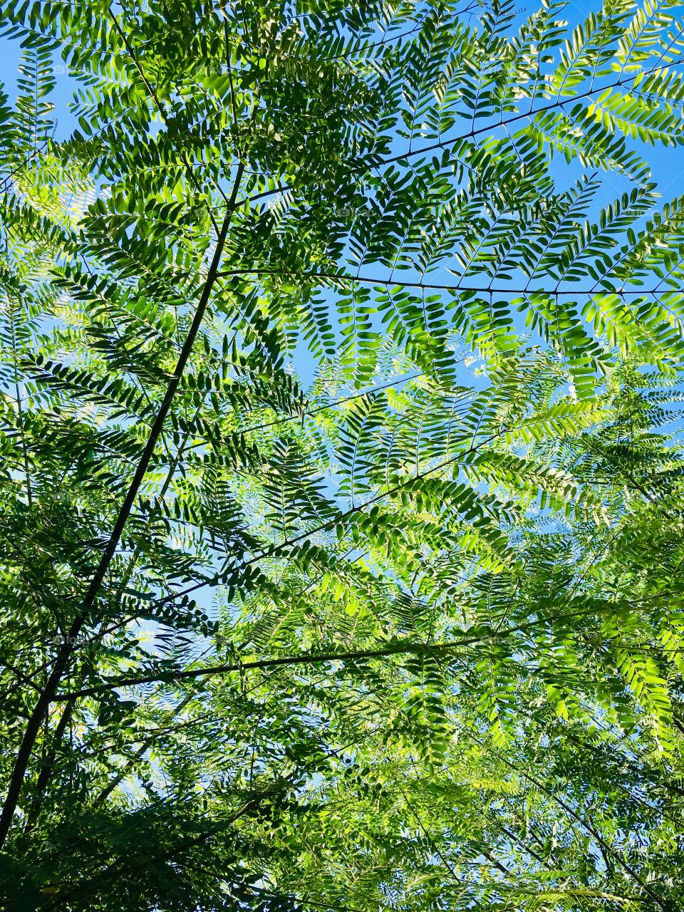 Leafy sky