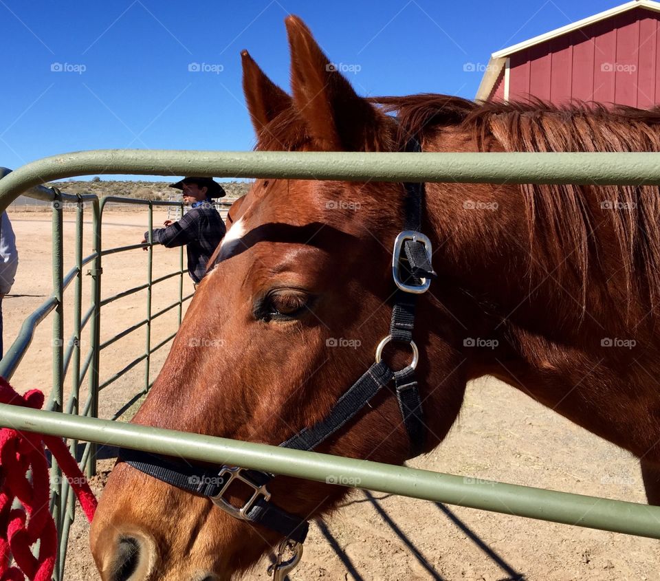 Brown Horse Closeup