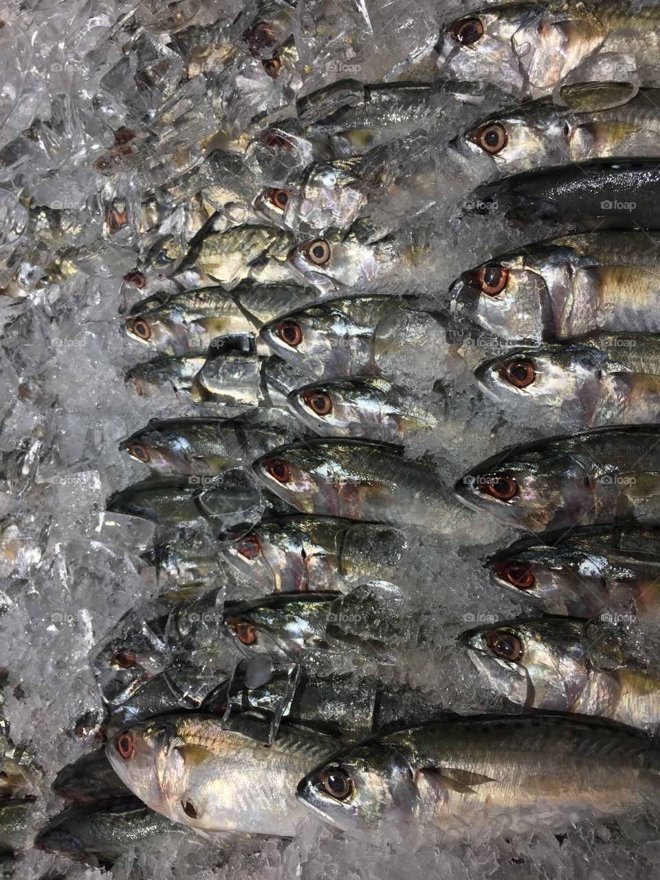 Sardines on ice.