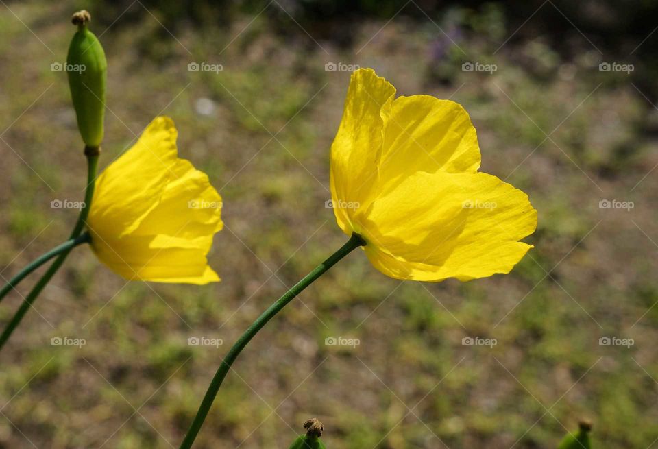 Siberian poppy