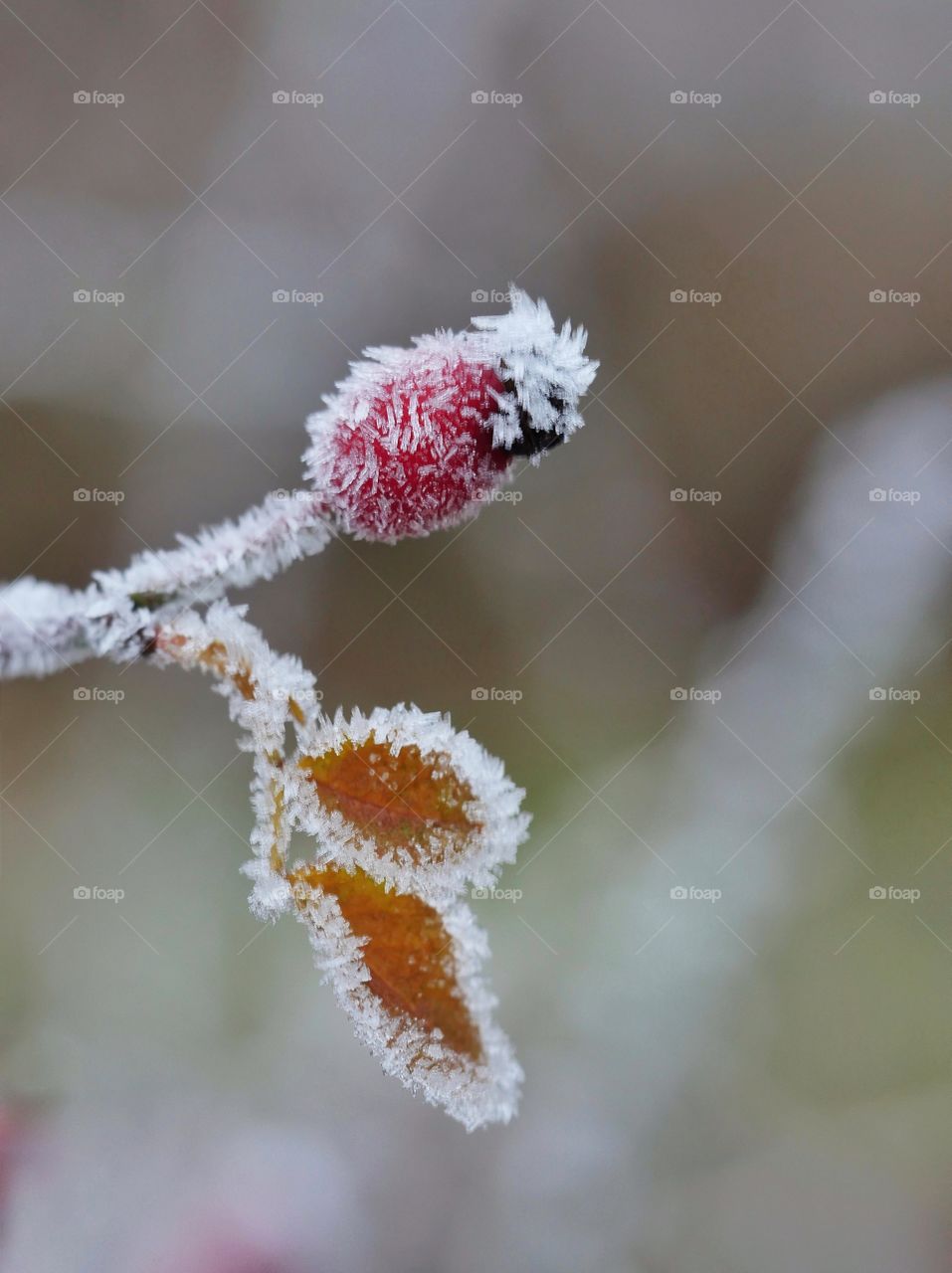 Winter nature