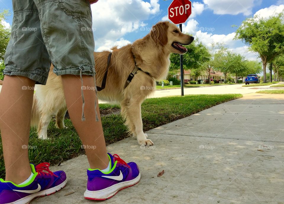 Walking the dog across the street
