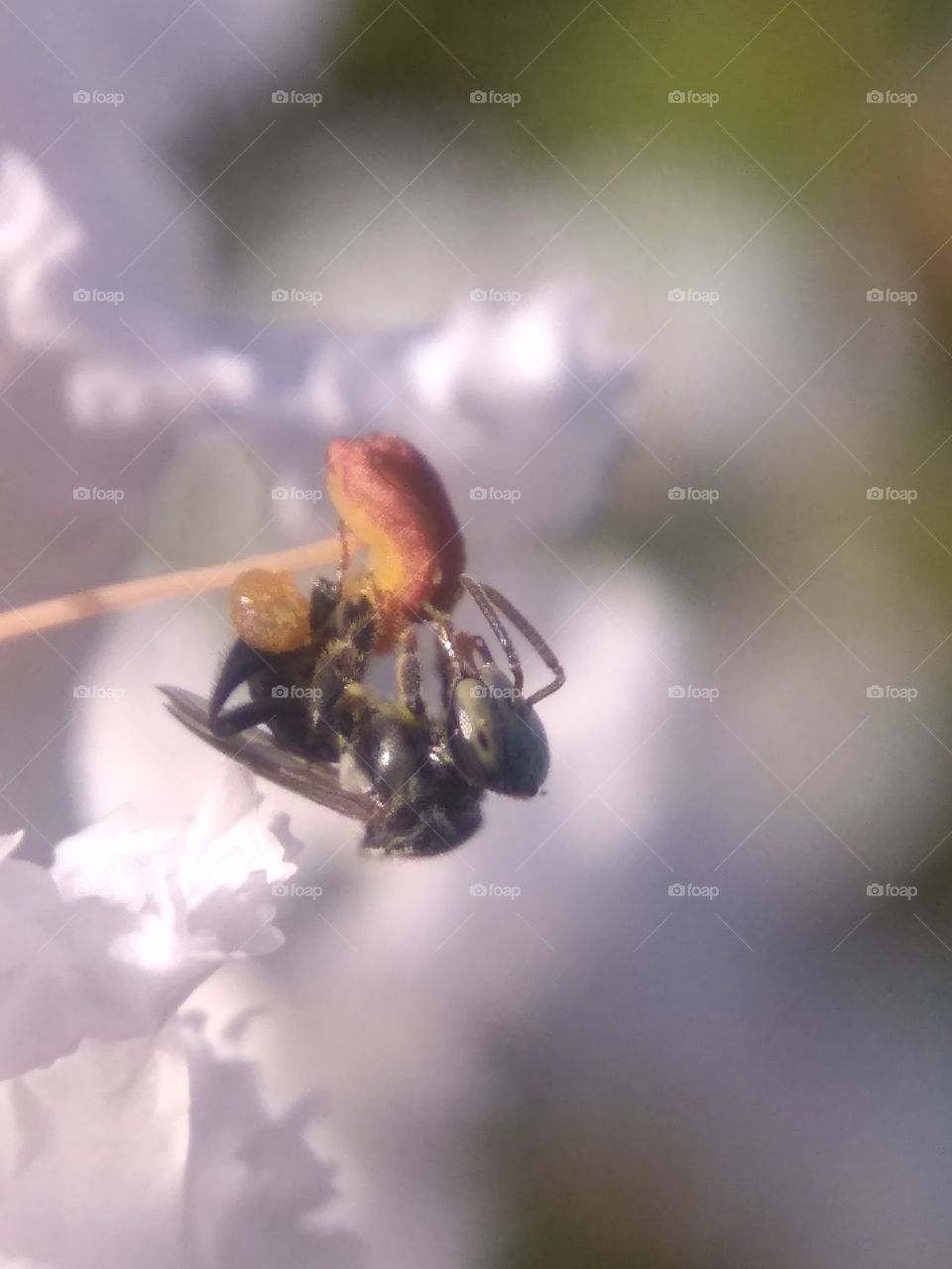 Macro of Anthophila (Bee)