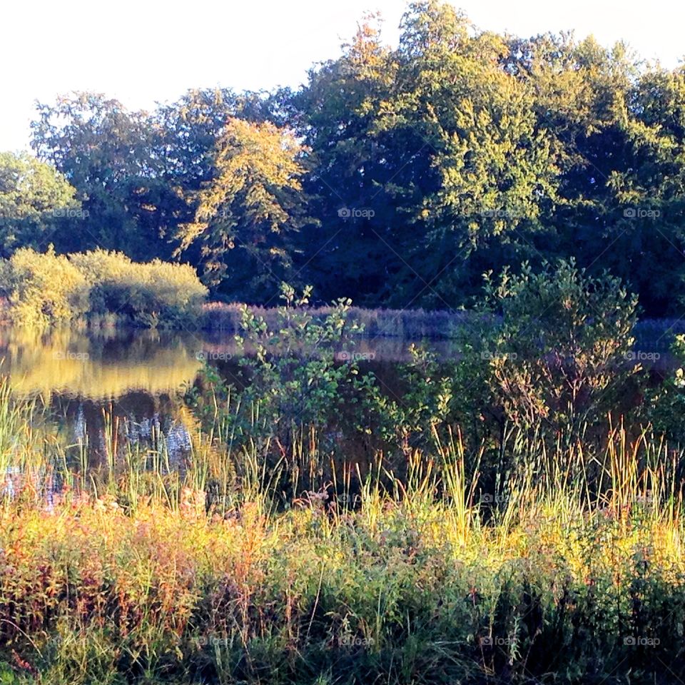 Dyrehaven. A walk in the great  nature