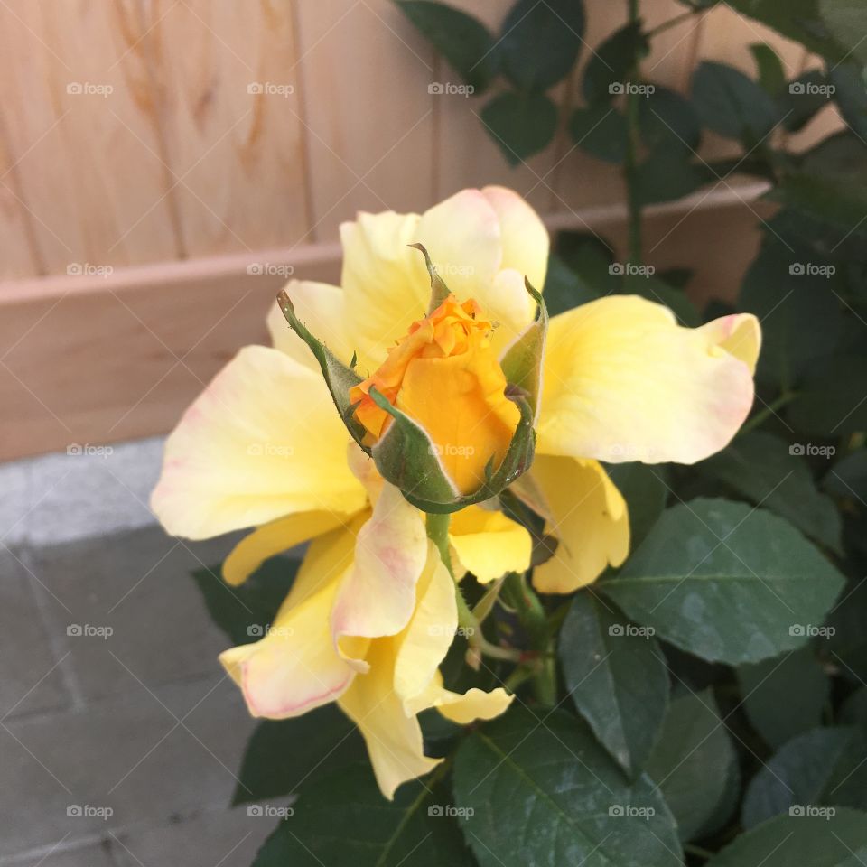 Yellow rose blooming.