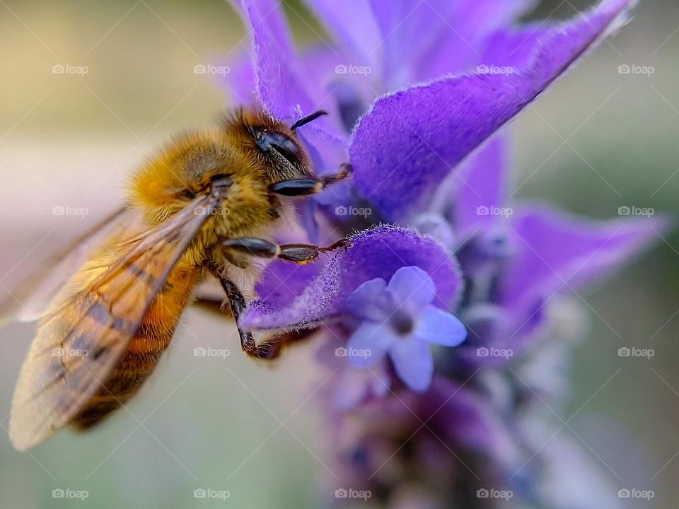 Bee on lavender flower 