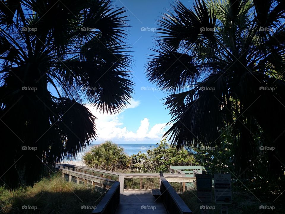 Ocean shore with plant silhouettes.