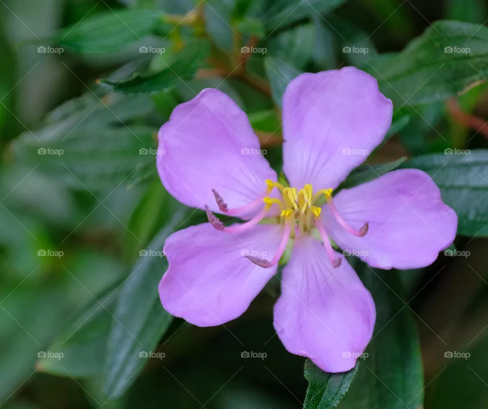 purple color flower