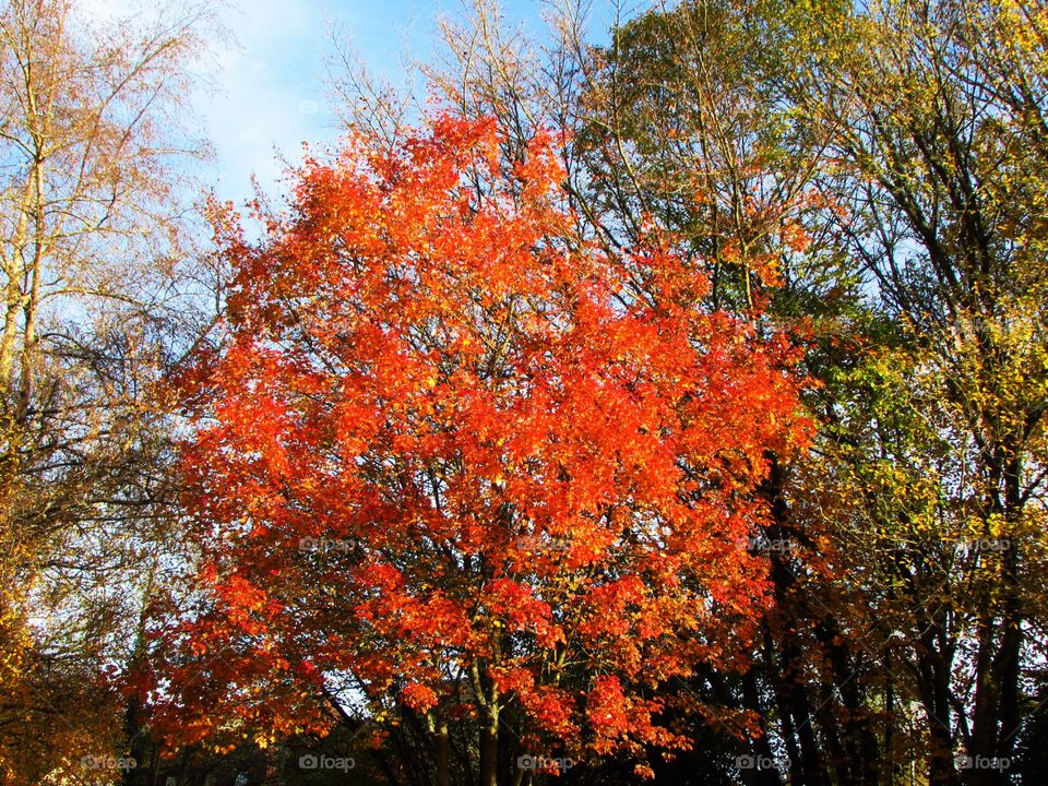 Fall, Tree, Leaf, Season, Park