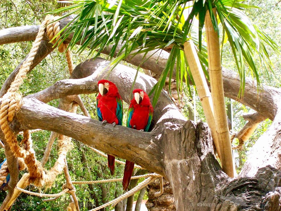 Two parrots 