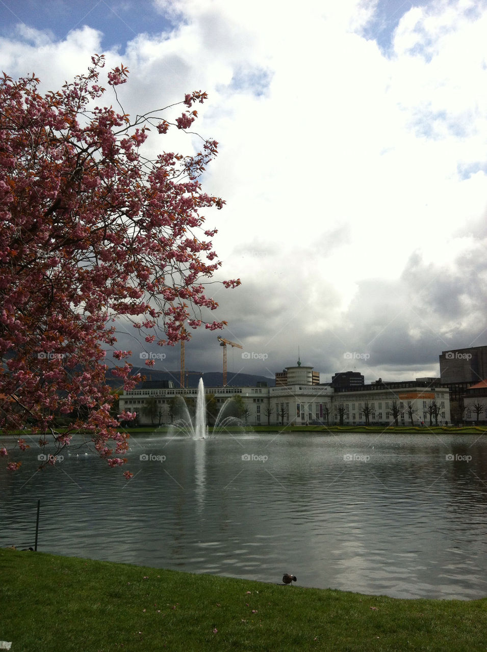 norway spring flower blossom by greirik