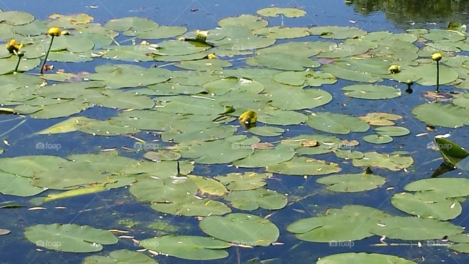 lily pads