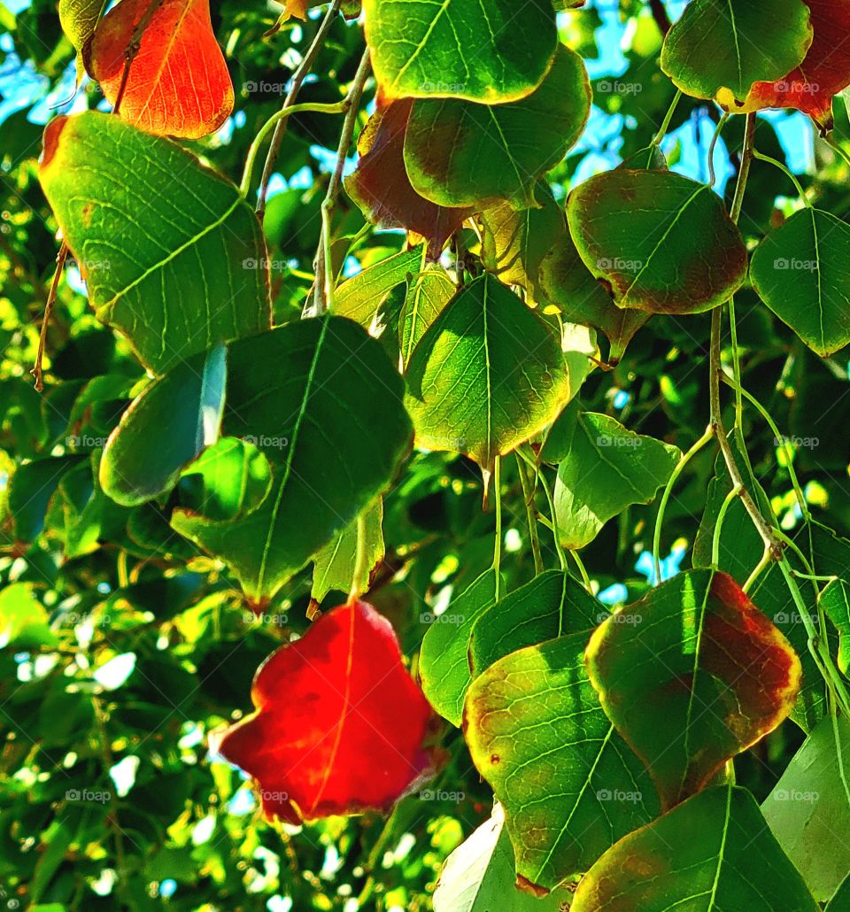 The cool nights of autumn bring the beautiful changing of the leaves.
