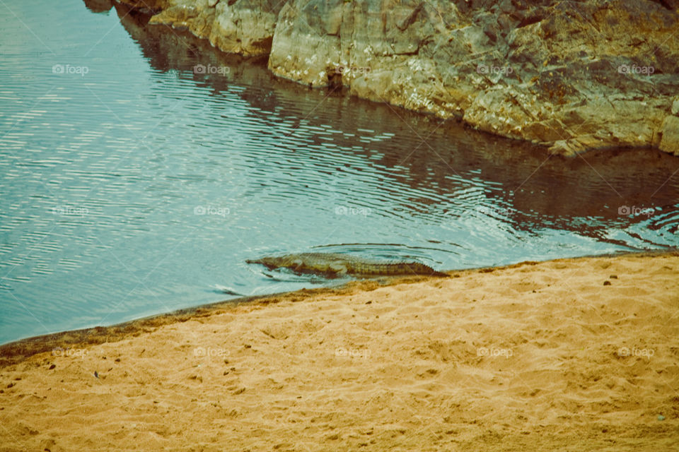 crocodile in water