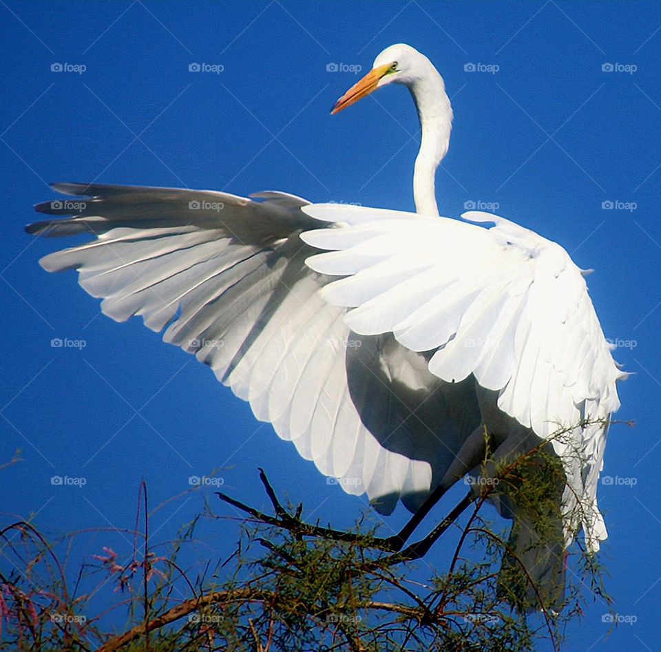 Great Egret Landing in Tree