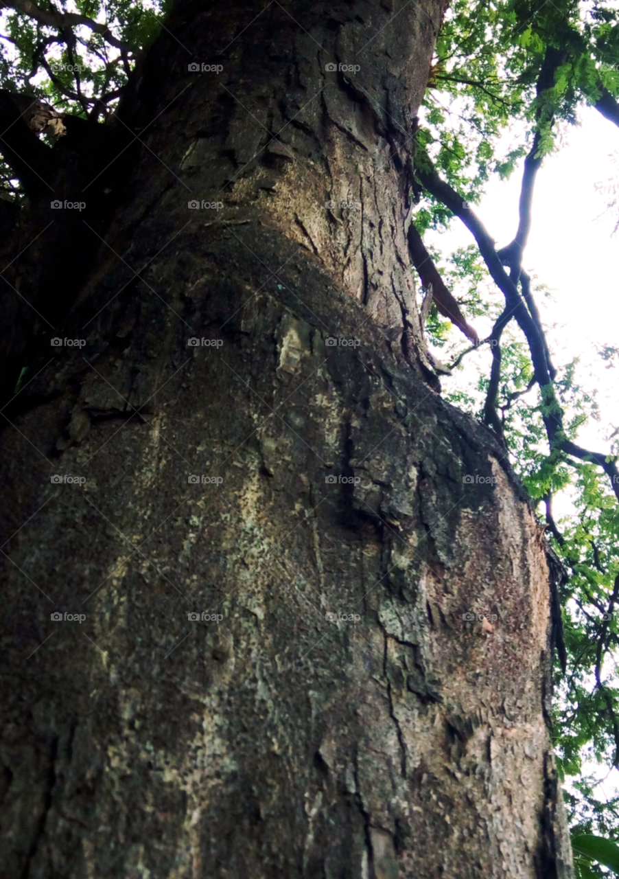 tronco árvore Udia
