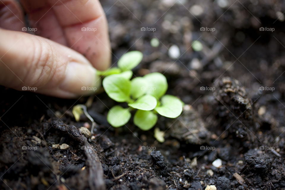 Person's hand planting seedling
