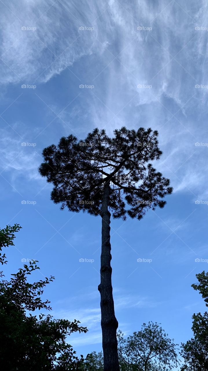 Single tall tree at the center with clouds, blue sky background. Dusk at summertime. 