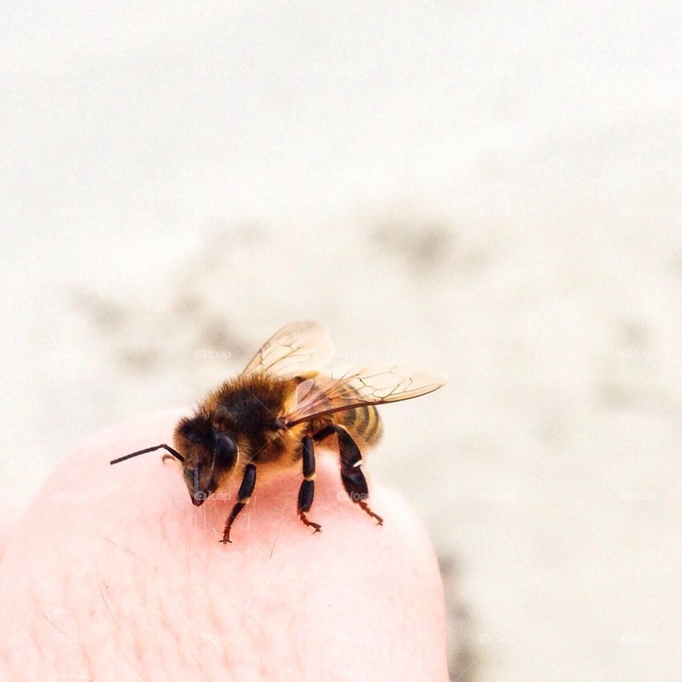 Humble bee