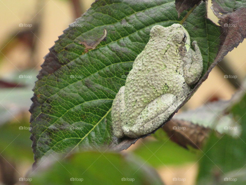 Tree Frog