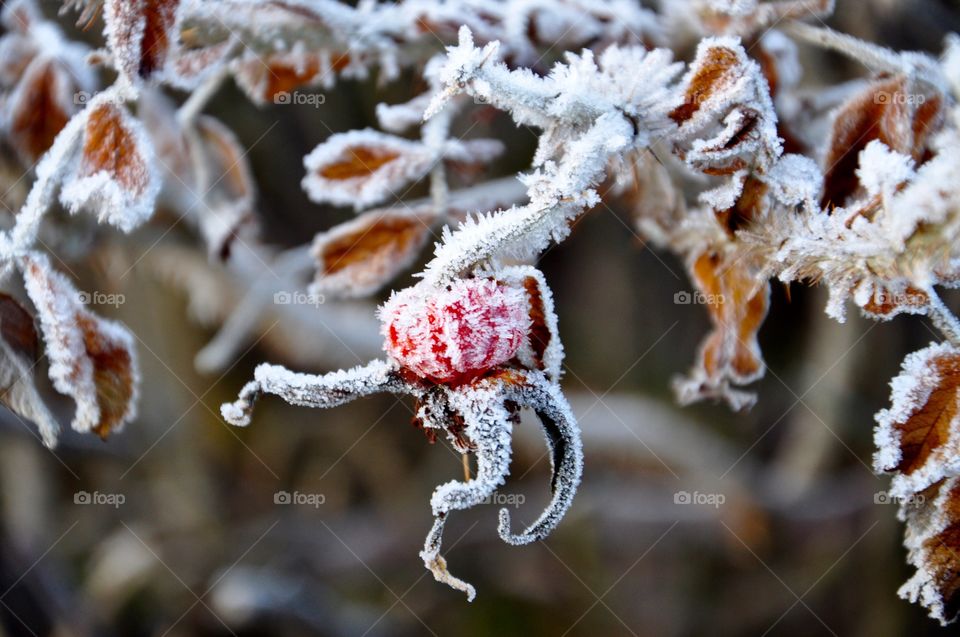 Frost, Winter, Nature, Season, Christmas