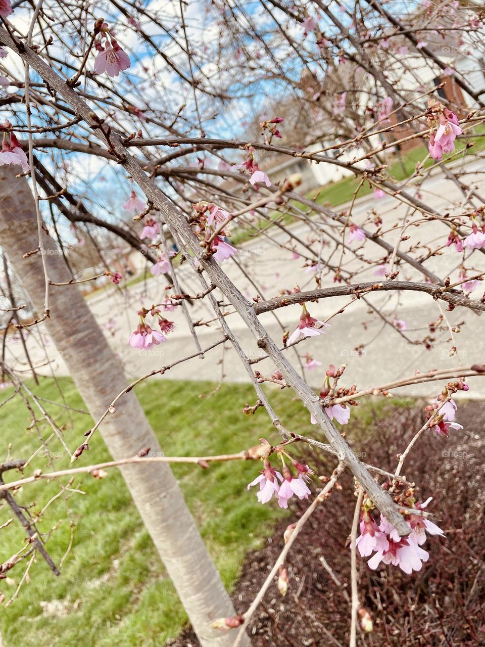 Cherry tree blooming 