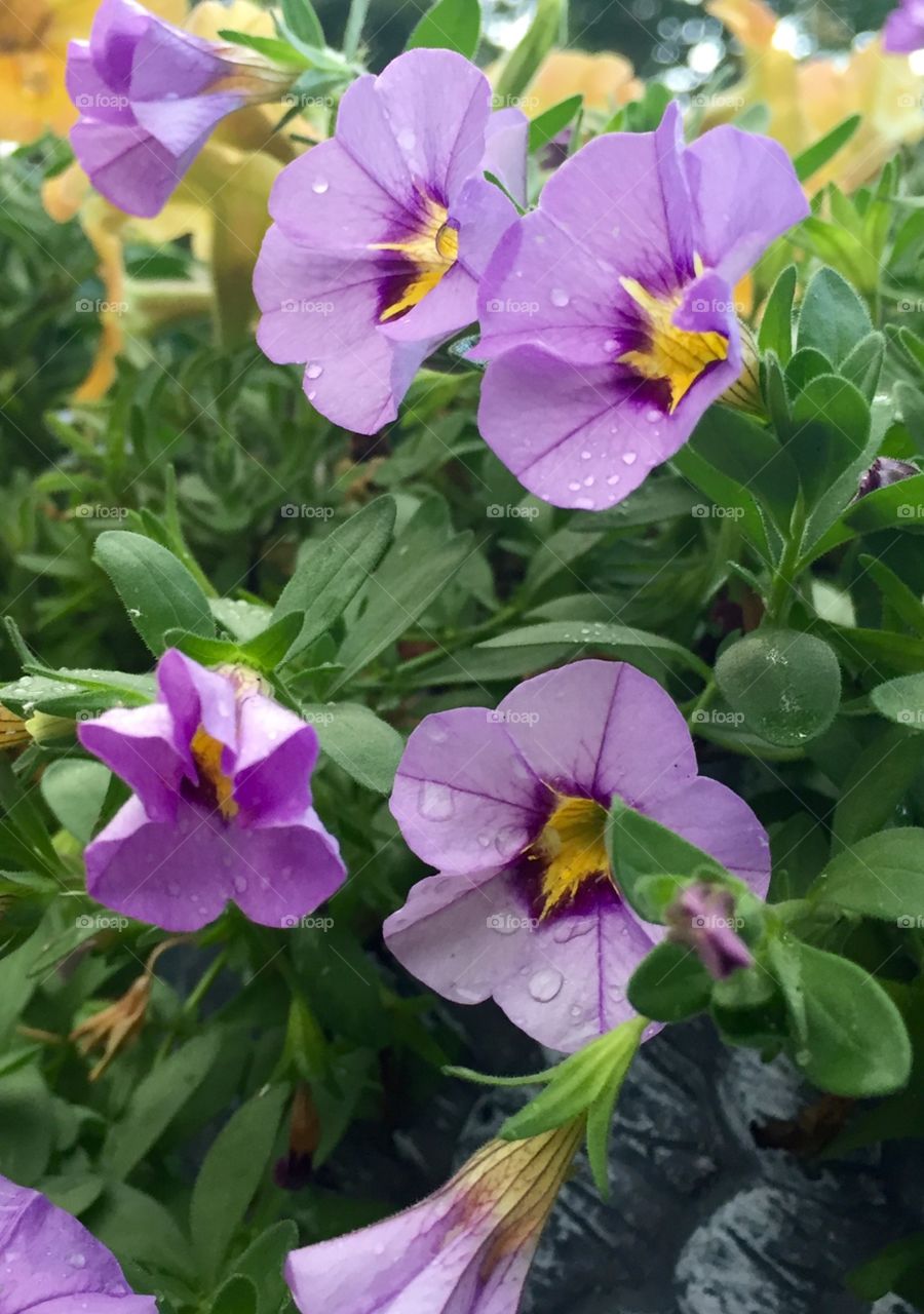 Raindrops on petals, take two