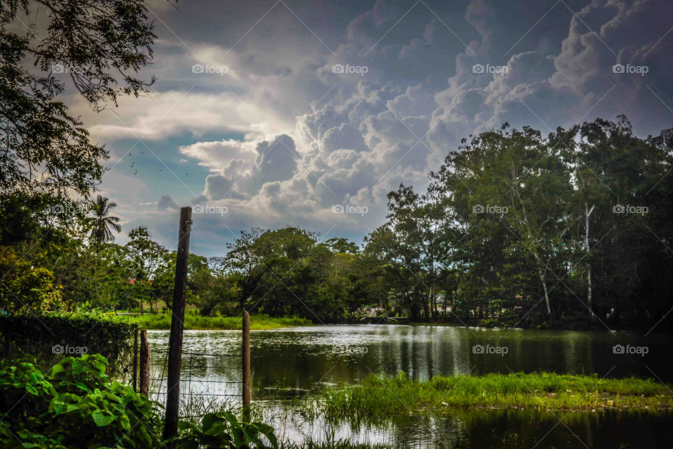 nature forest lake panama by edwinyee