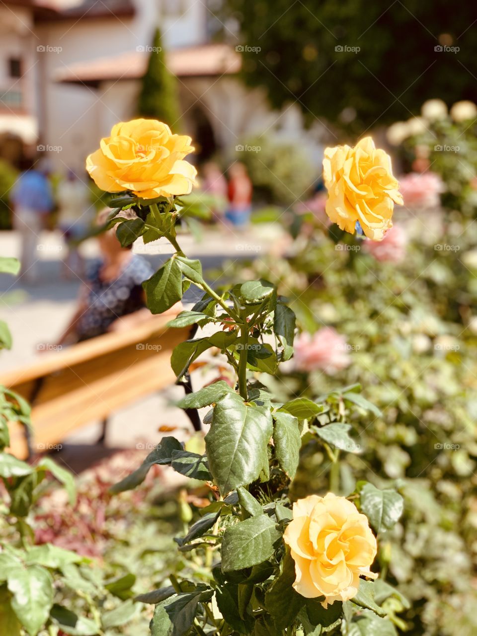 Yellow roses in the garden 