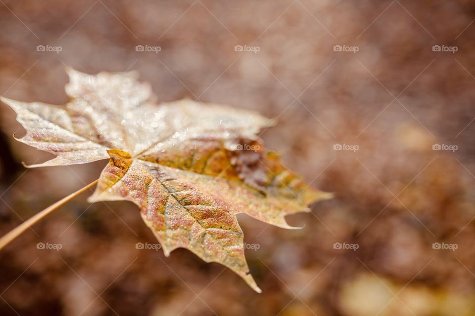 yellowed autumn leaf