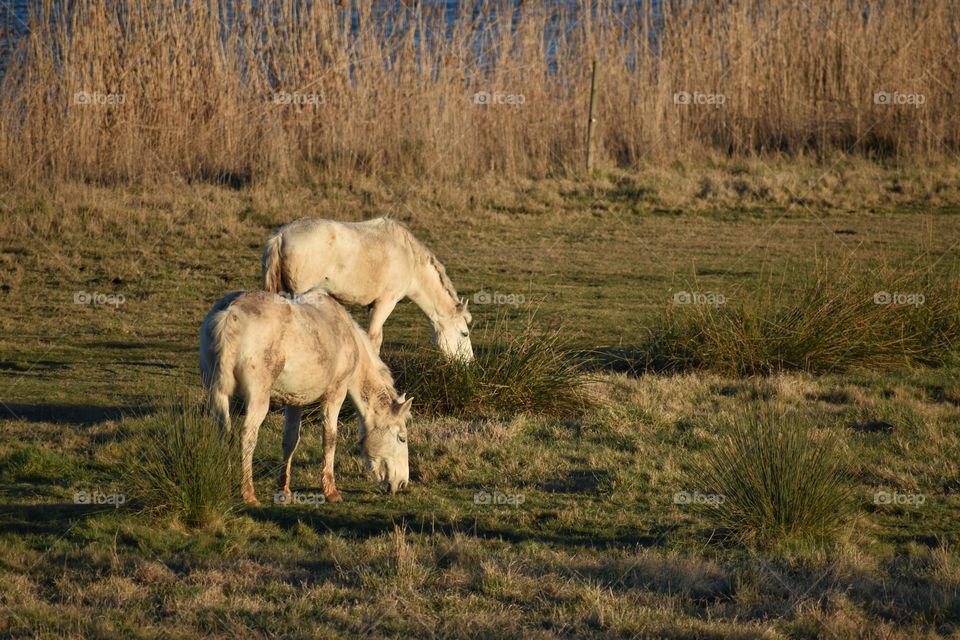 View of couple of horses grazing