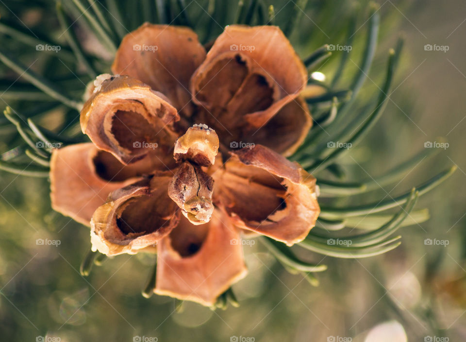 Pine Flower
