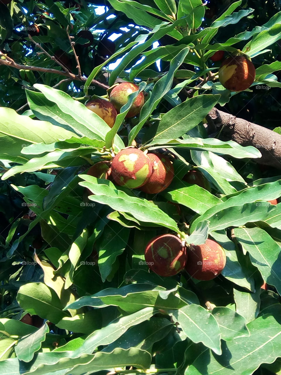 Fruit, Leaf, Food, Nature, Tree