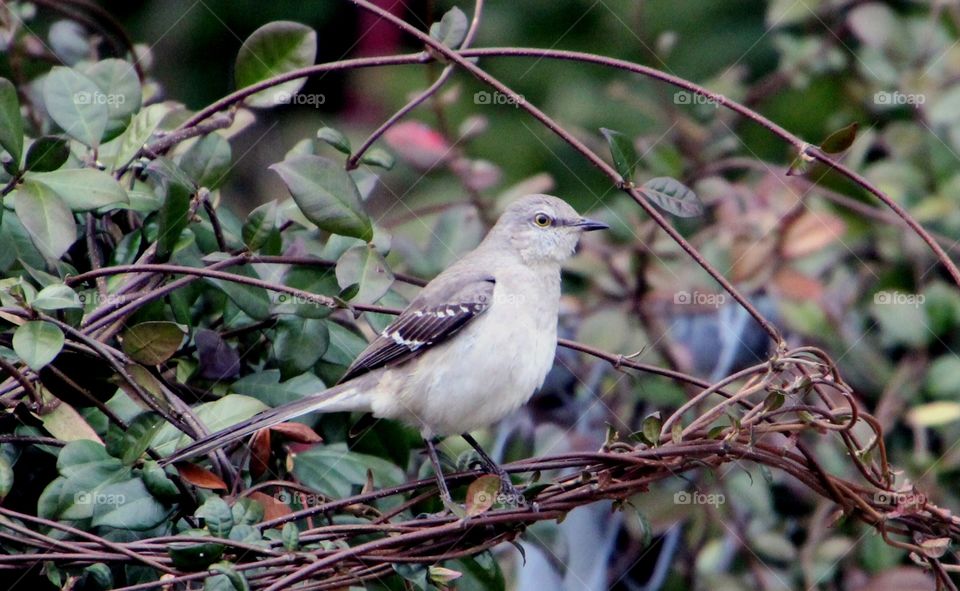 Scrub jay in the brush. Backyard photo
