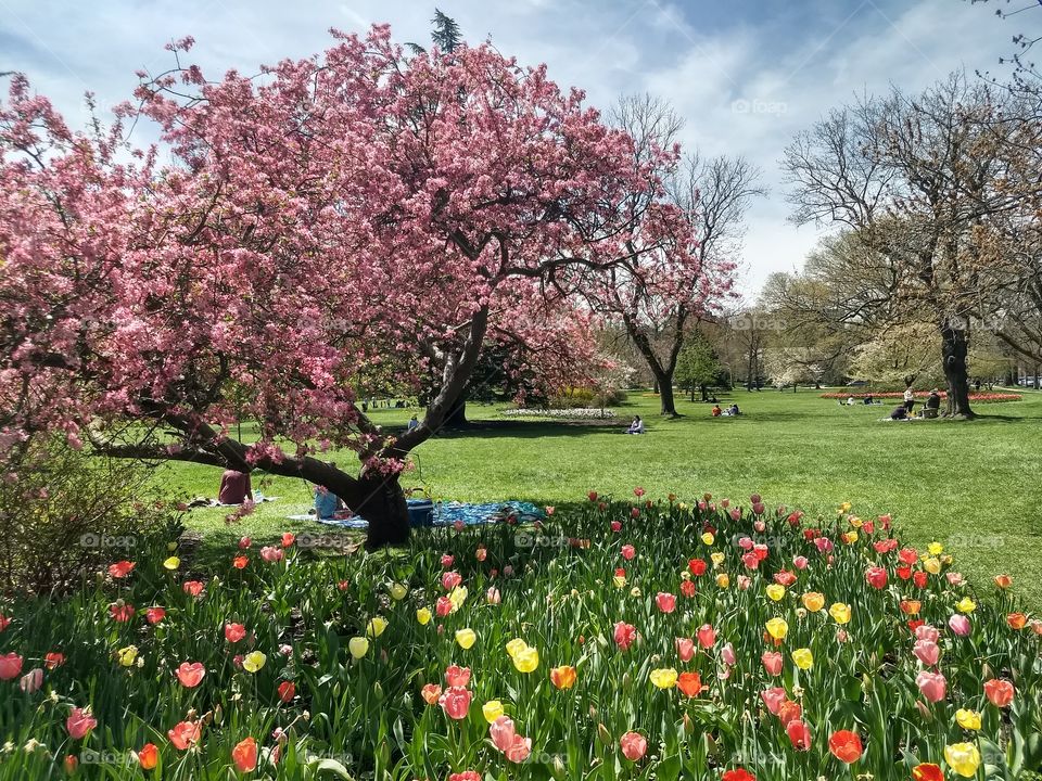 flowering cherry tree and garden tulips