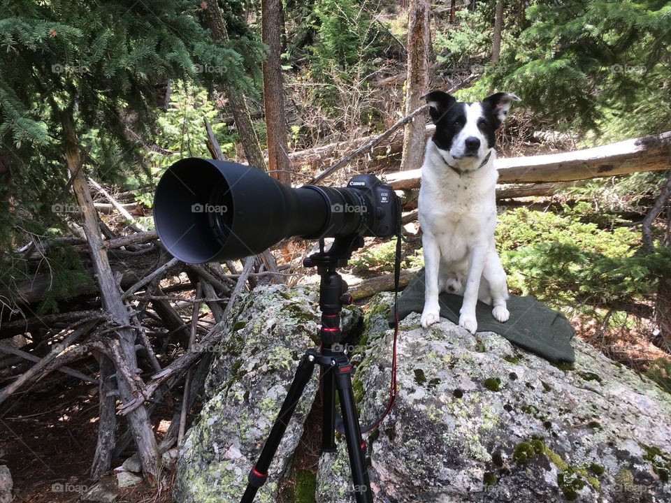 Camera hunts with my favorite scout 