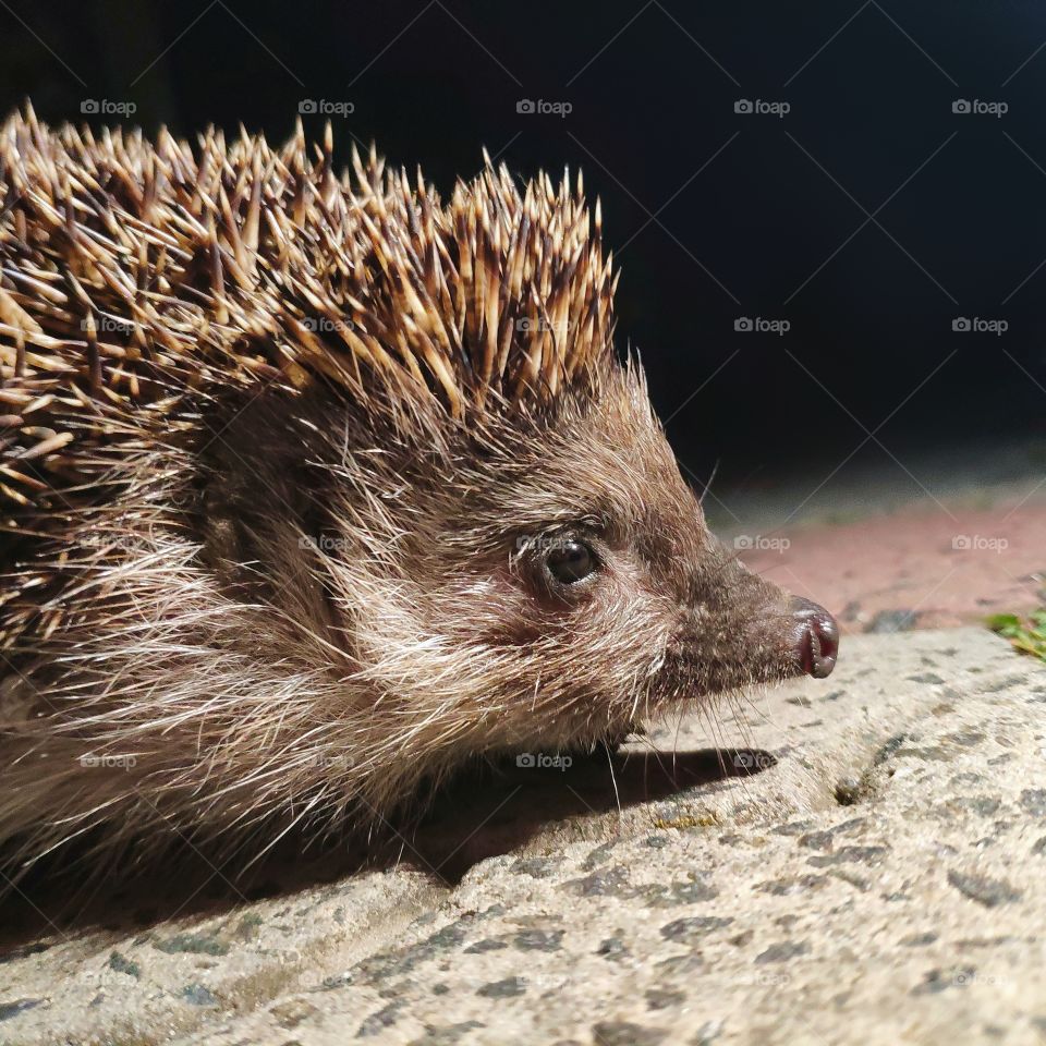 Cute hedgehog
