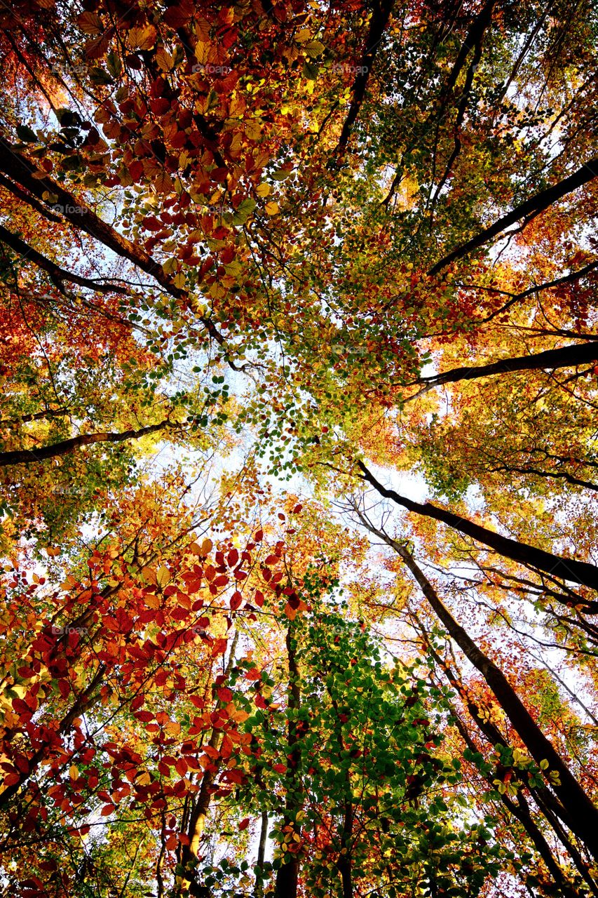 Fall, Leaf, Wood, Tree, Season