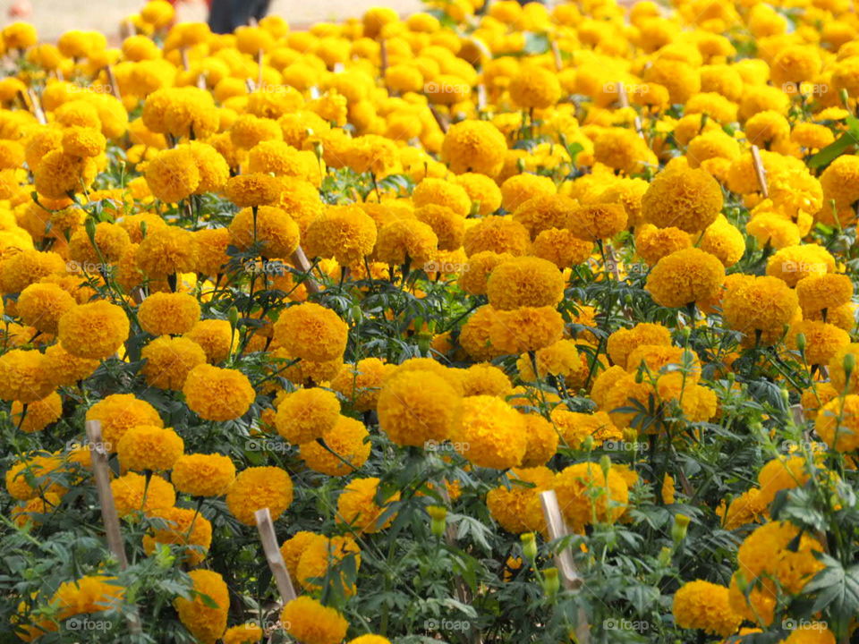 Marigold. Field of marigold