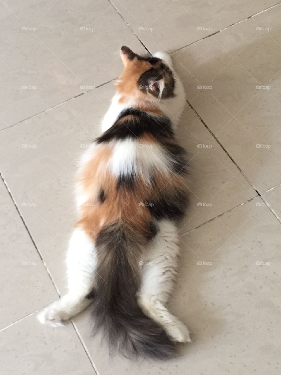 calico cat. pregnant calico cat