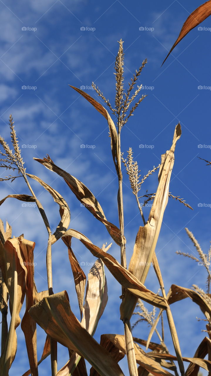 Michigan corn in Autumn