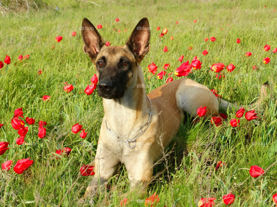 Belgian shepherd malinois dog and tulips 🌷