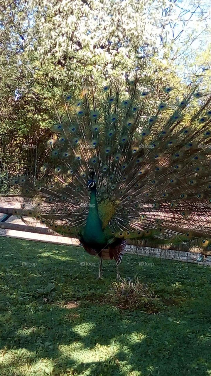 peacock😍