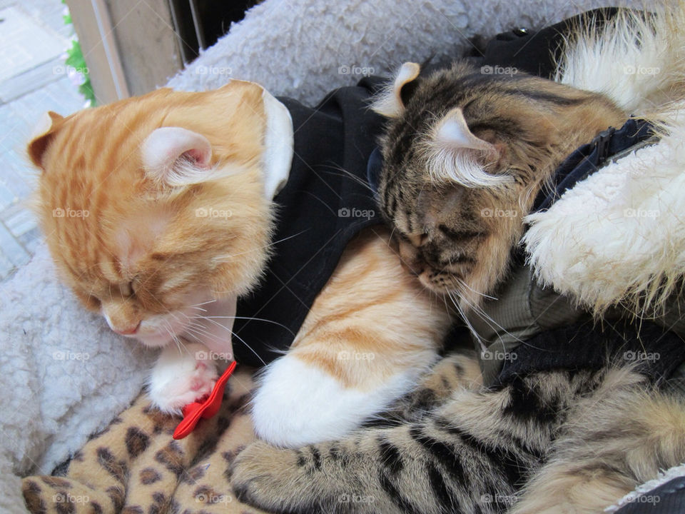 Love Cute Couple Cat Images - Cat's Blog