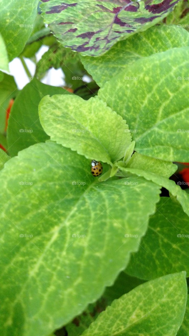 Miss lady bug finding a place to stay