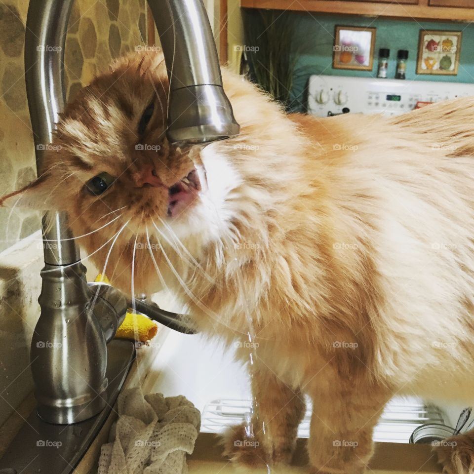 Leo drinking water from the faucet. 