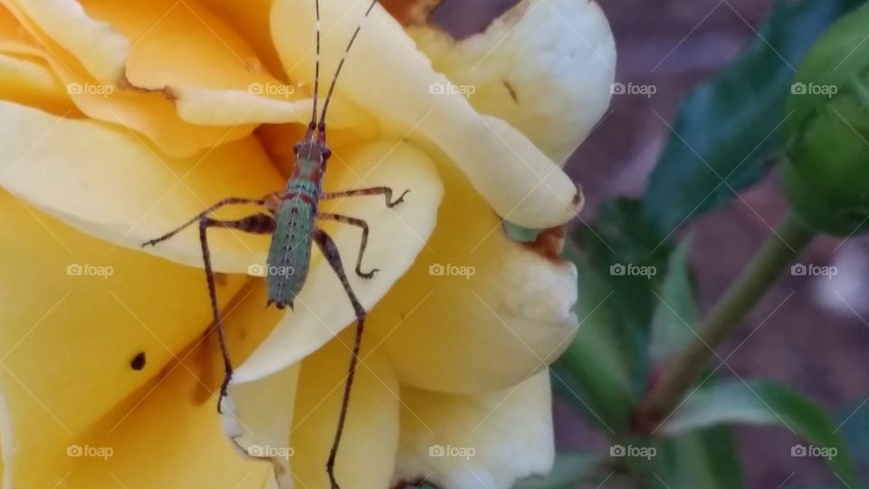 Bugs and roses. I was walking through a friends garden and saw this bug sitting on a yellow rose.