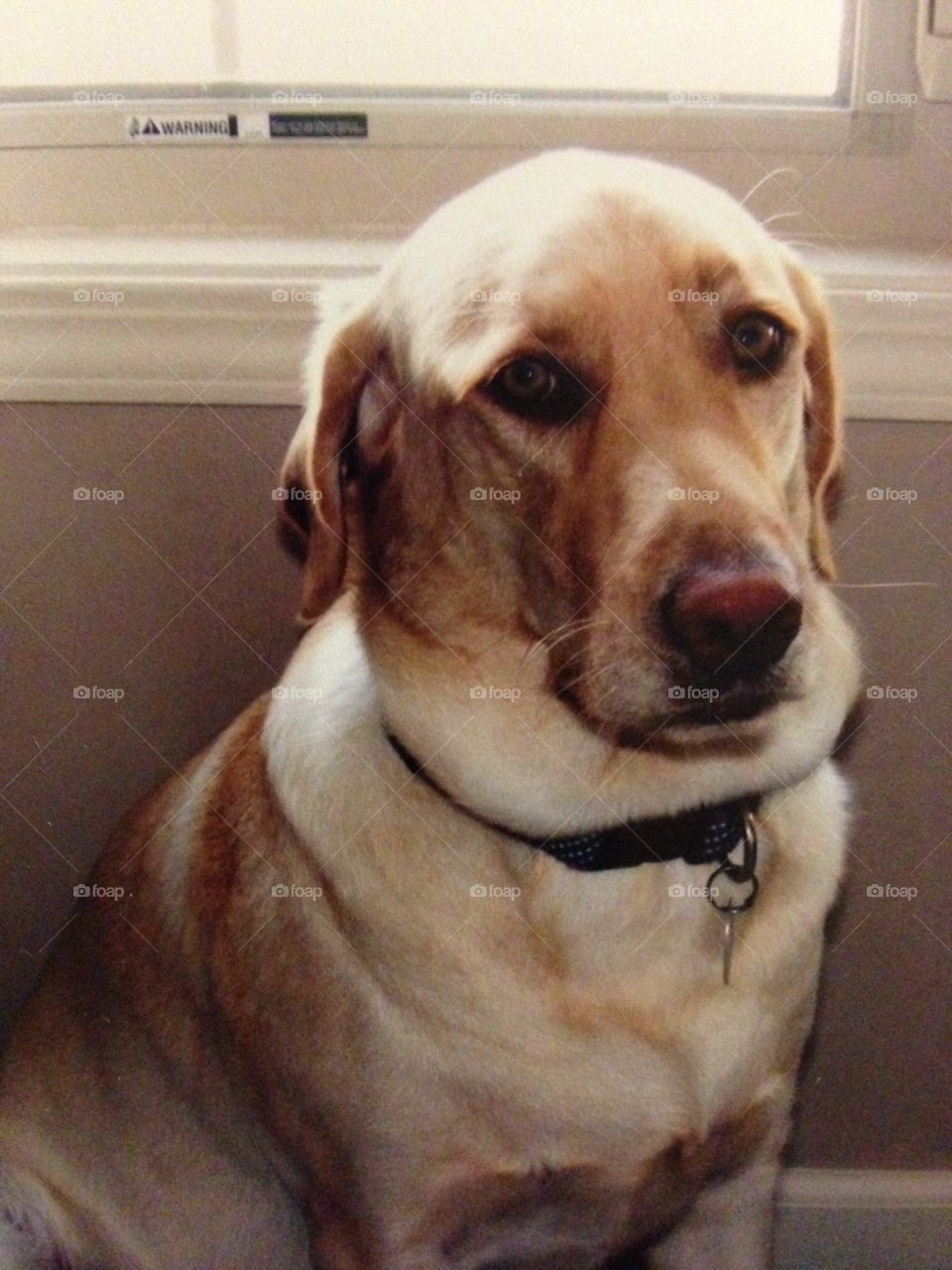 Ginger is a yellow Labrador retriever dog.