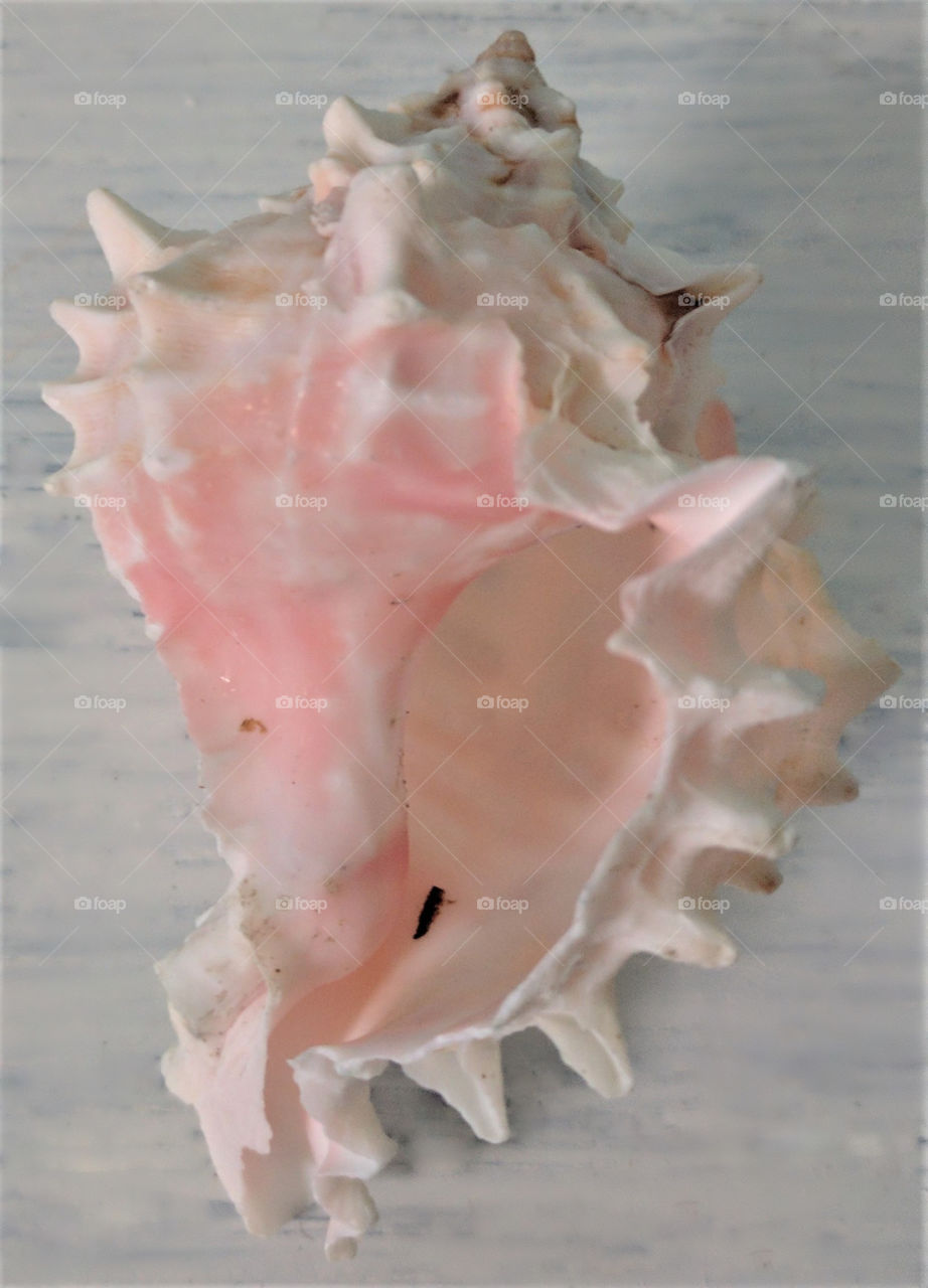Sea Shells Conch